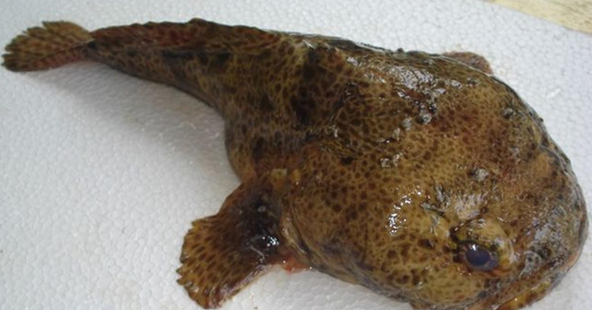 Close-up view of the Frogfish, known as Ikan Kodok in Indonesian.