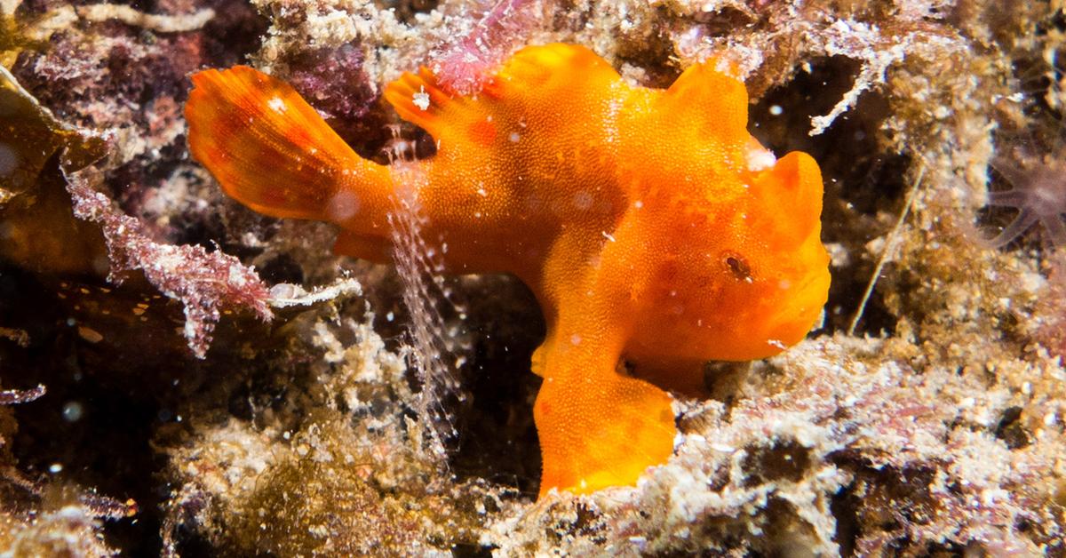 Glimpse of the Frogfish, known in the scientific community as Antennariidae.