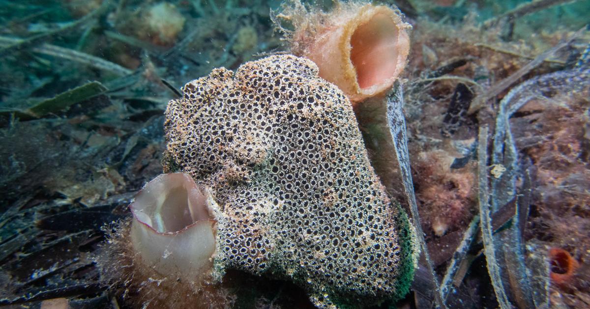 Natural elegance of the Frogfish, scientifically termed Antennariidae.