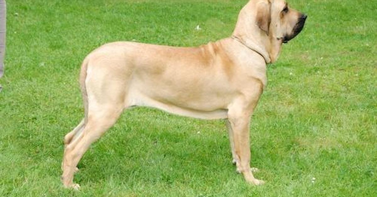 The alluring Fila Brasileiro, commonly referred to as Anjing Fila Brasileiro in Bahasa Indonesia.