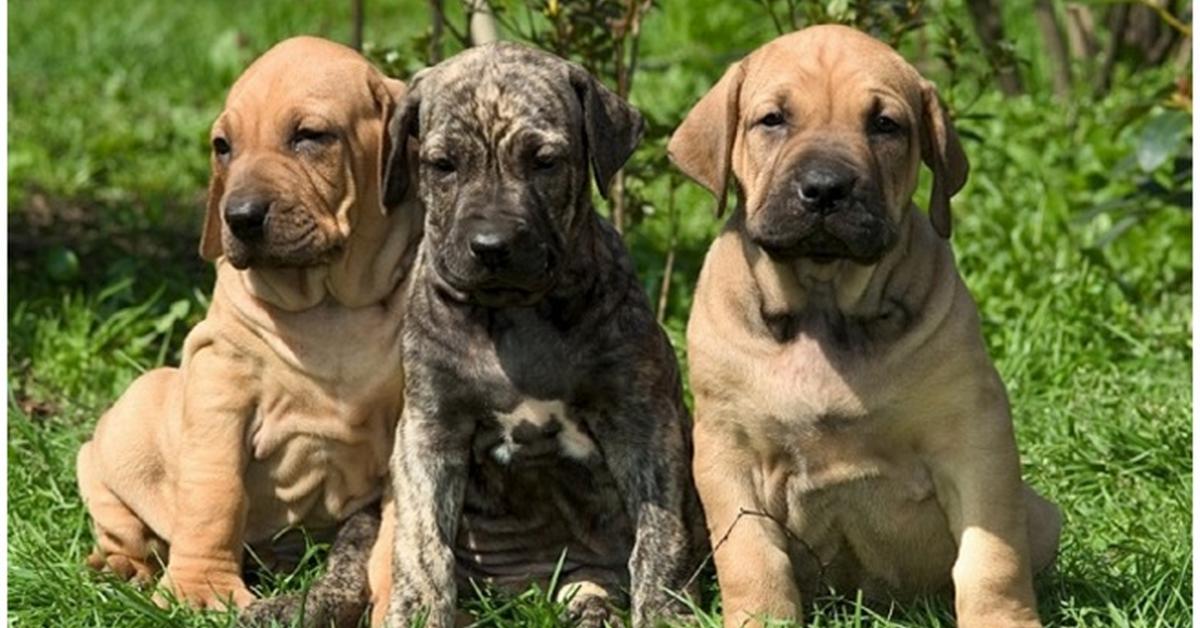 Captured beauty of the Fila Brasileiro, or Canis lupus in the scientific world.