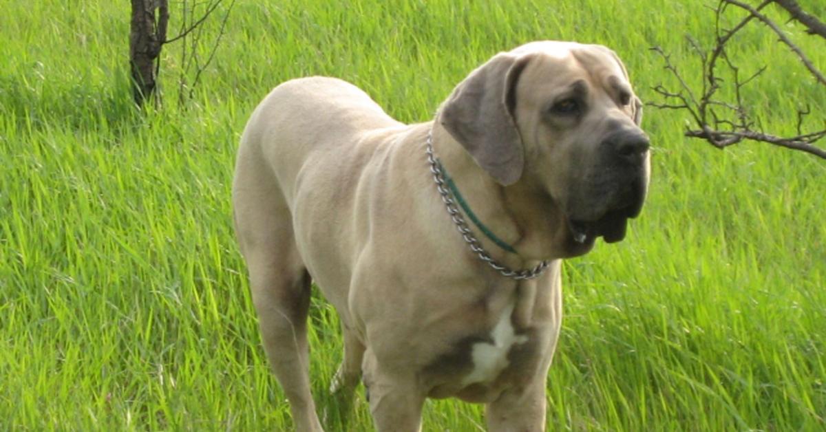 Picture of Fila Brasileiro, known in Indonesia as Anjing Fila Brasileiro.