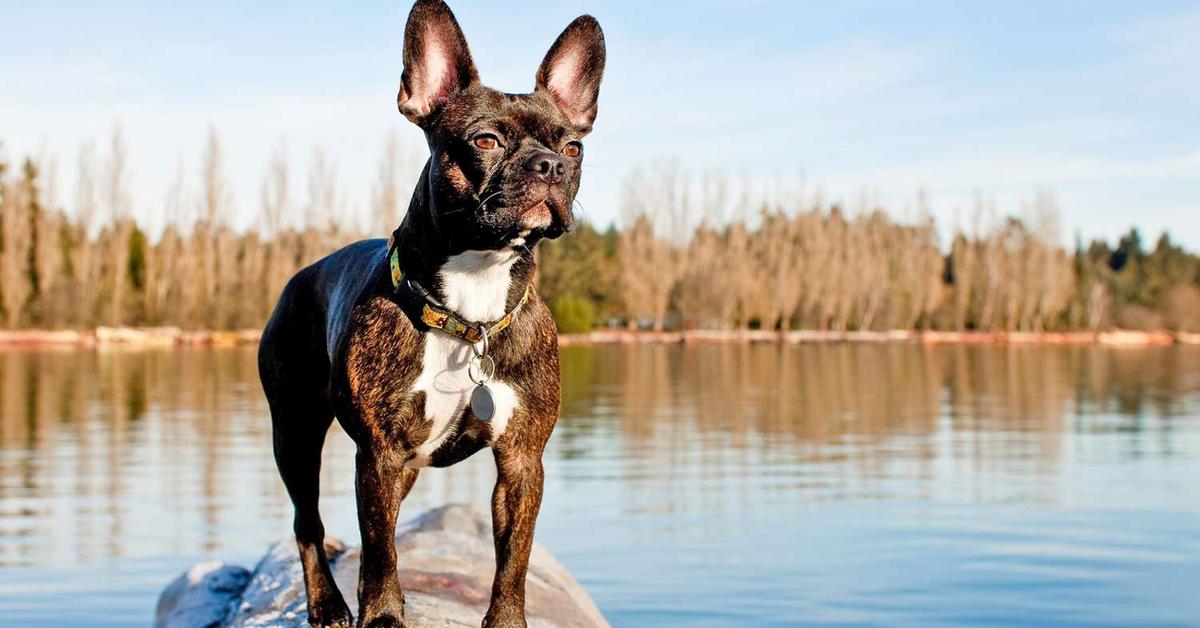 The remarkable Frenchton (Canis lupus), a sight to behold.