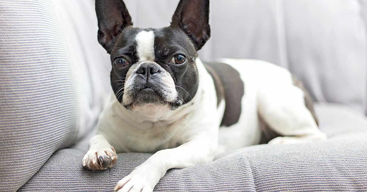 The Frenchton, a beautiful species also known as Anjing Frenchton in Bahasa Indonesia.