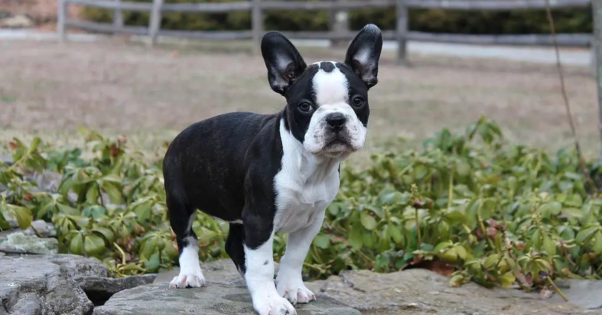 Captivating presence of the Frenchton, a species called Canis lupus.