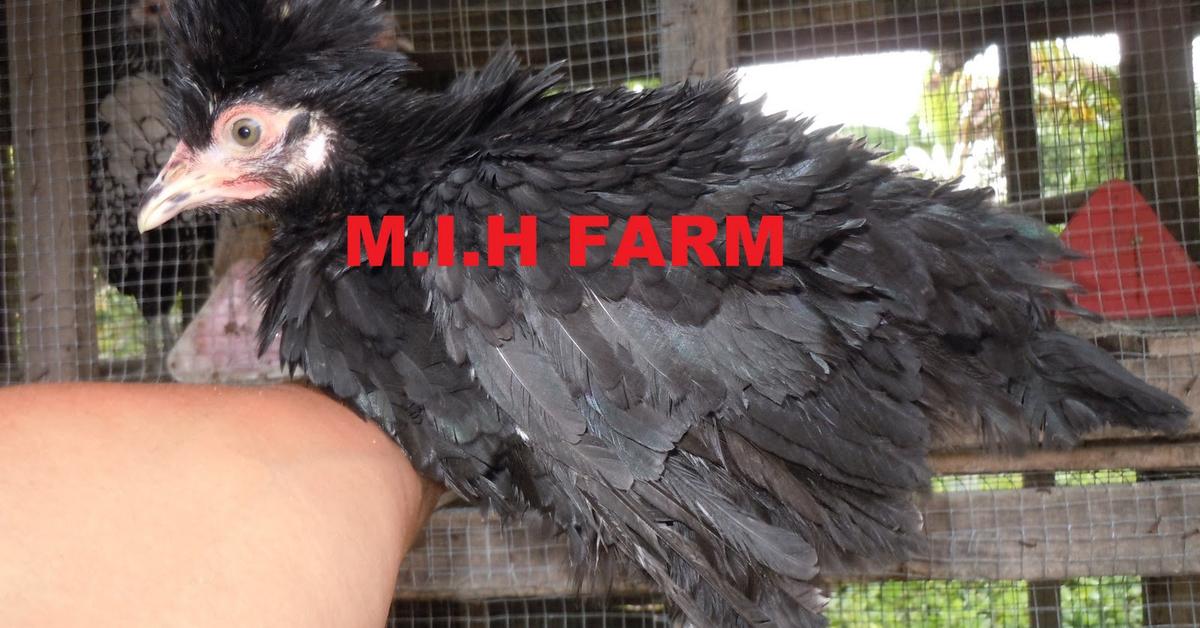 Snapshot of the intriguing Frizzle Chicken, scientifically named Gallus gallus domesticus.