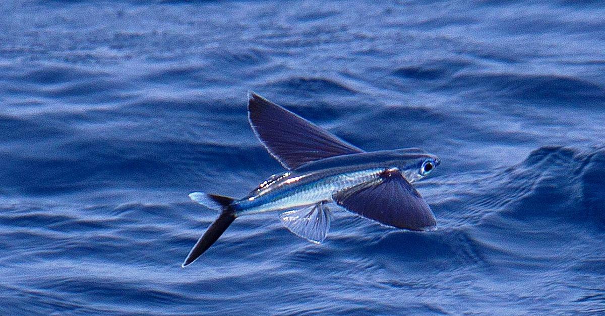 Elegant Flying Fish in its natural habitat, called Ikan Terbang in Indonesia.