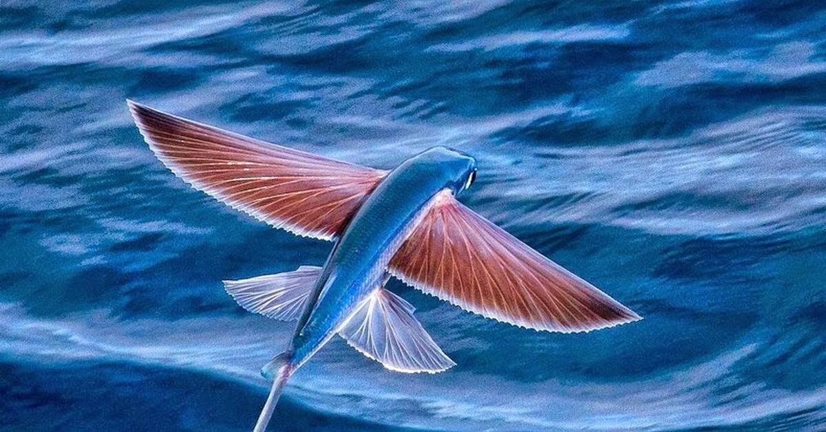 Detailed shot of the Flying Fish, or Exocoetidae, in its natural setting.