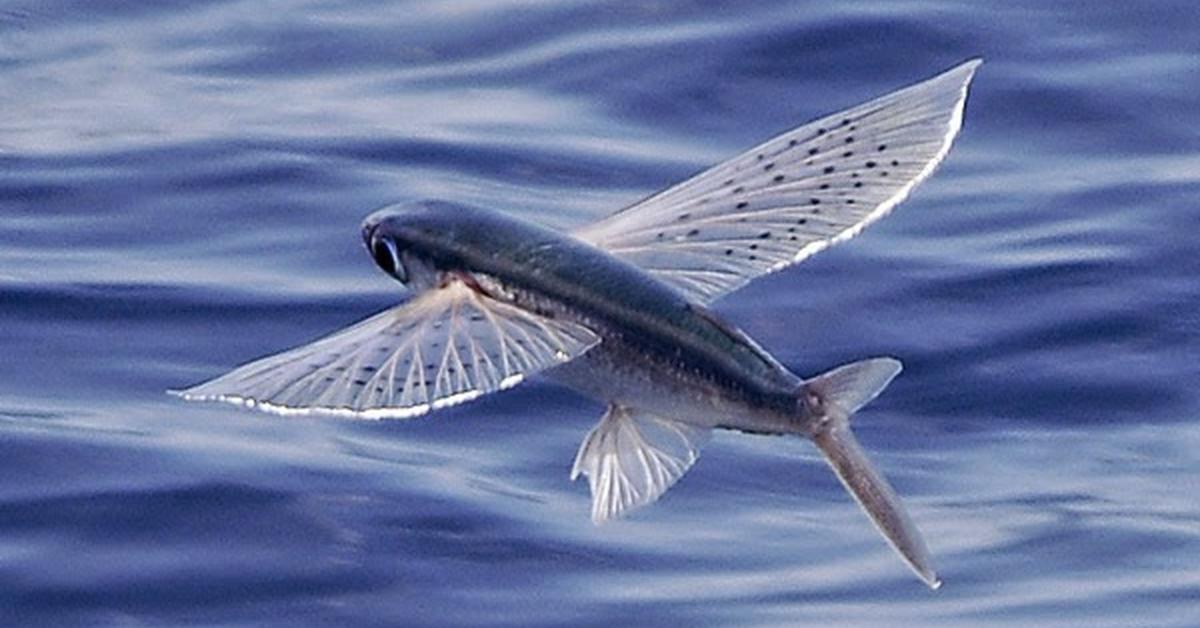 Vivid image of the Flying Fish, or Ikan Terbang in Indonesian context.