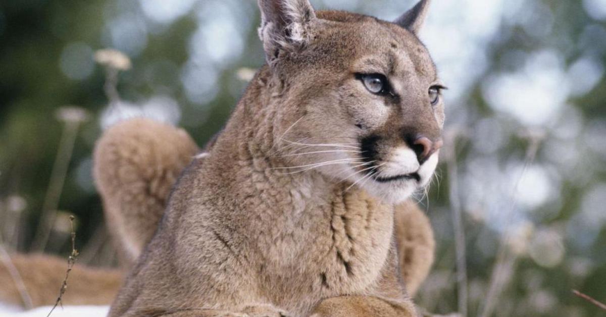 Splendid image of the Florida Panther, with the scientific name Puma concolor couguar.