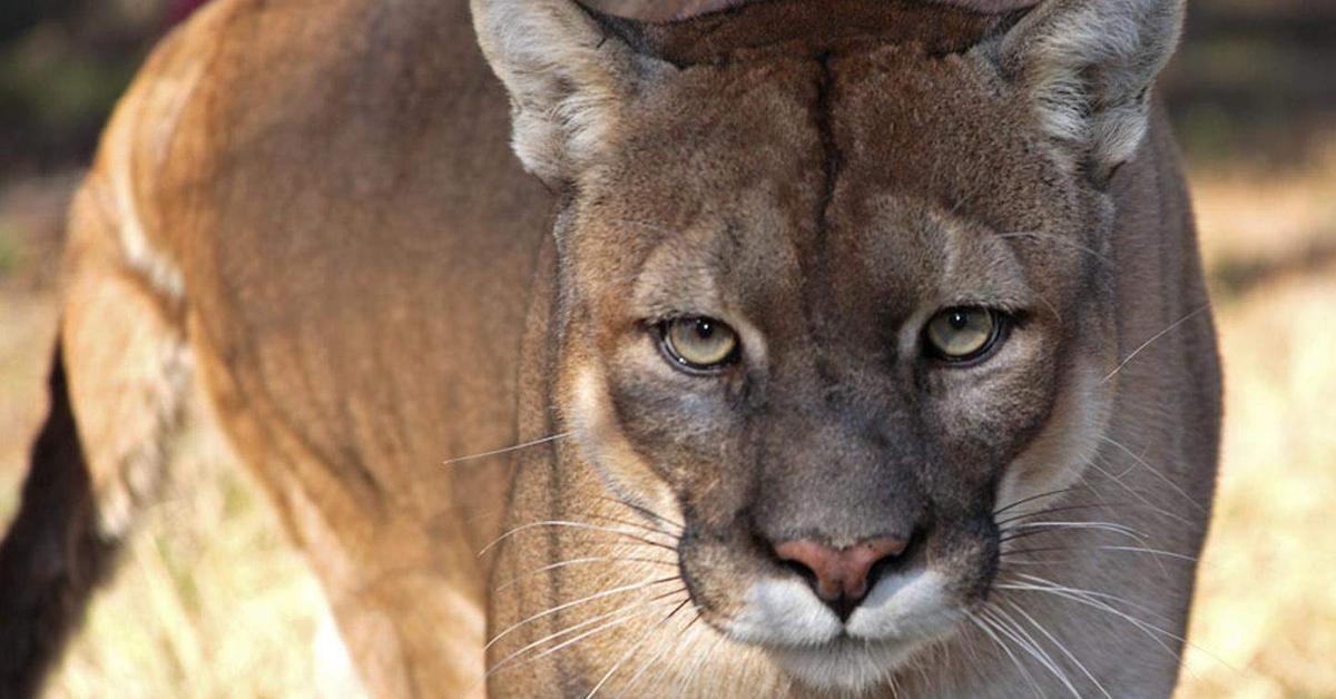 Snapshot of the intriguing Florida Panther, scientifically named Puma concolor couguar.