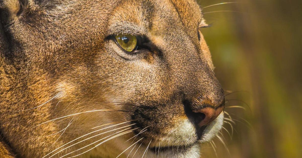 The Florida Panther in its natural beauty, locally called Panther Florida.