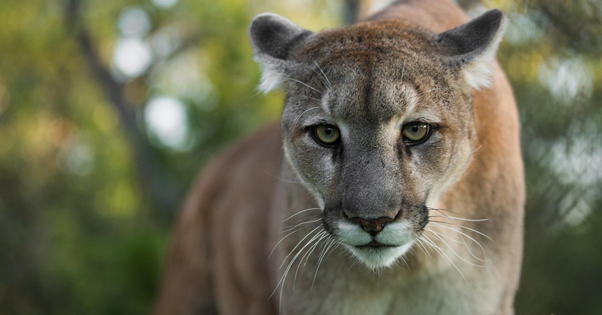 Photogenic Florida Panther, scientifically referred to as Puma concolor couguar.