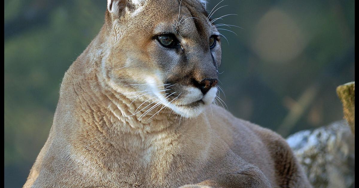 The alluring Florida Panther, commonly referred to as Panther Florida in Bahasa Indonesia.