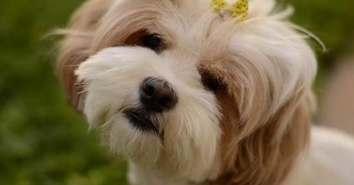 The fascinating Feist, scientifically known as Canis lupus.