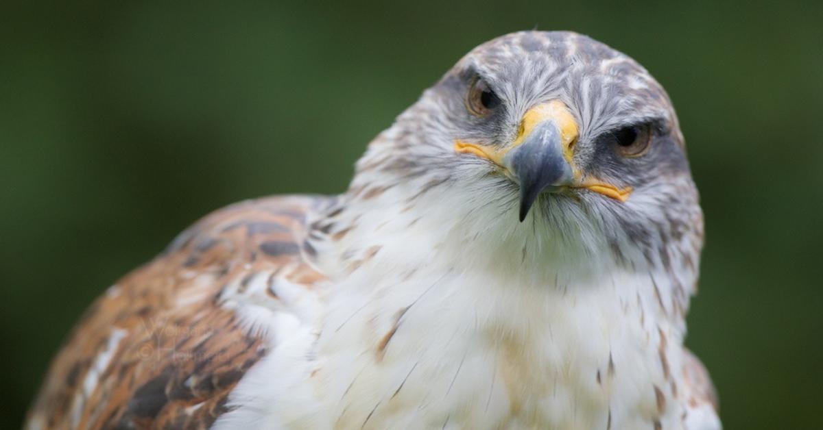 Image of the Ferruginous Hawk (Buteo regalis), popular in Indonesia as Elang Merah.