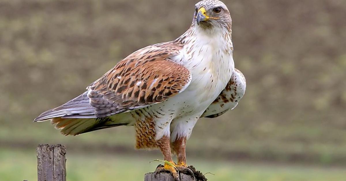 Insightful look at the Ferruginous Hawk, known to Indonesians as Elang Merah.