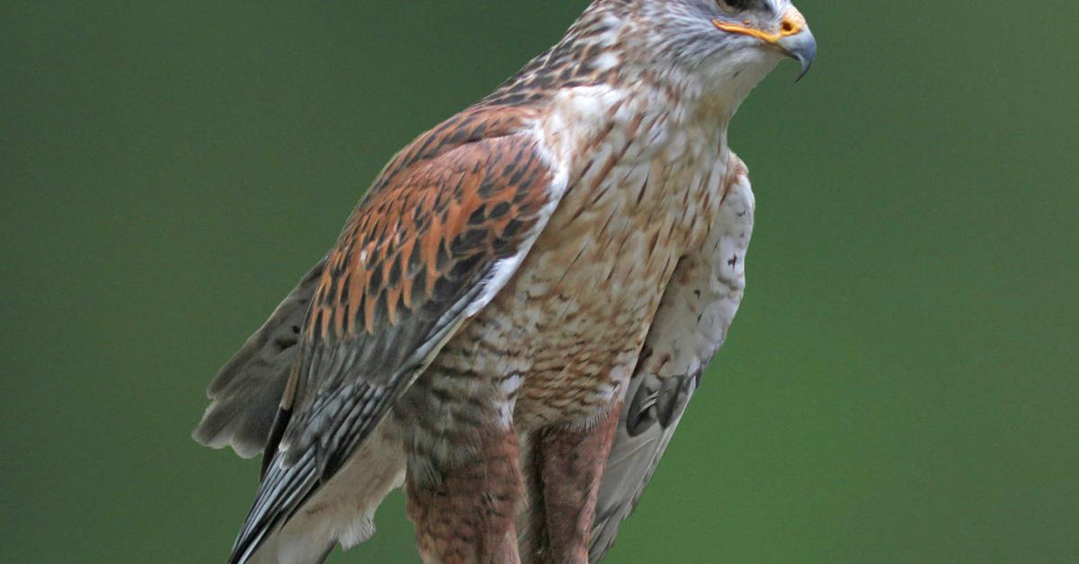 Vivid image of the Ferruginous Hawk, or Elang Merah in Indonesian context.