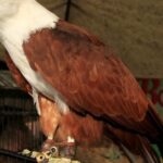 Stunning depiction of Ferruginous Hawk, also referred to as Buteo regalis.