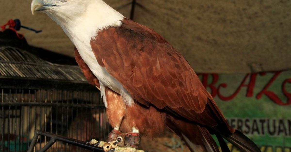 Stunning depiction of Ferruginous Hawk, also referred to as Buteo regalis.