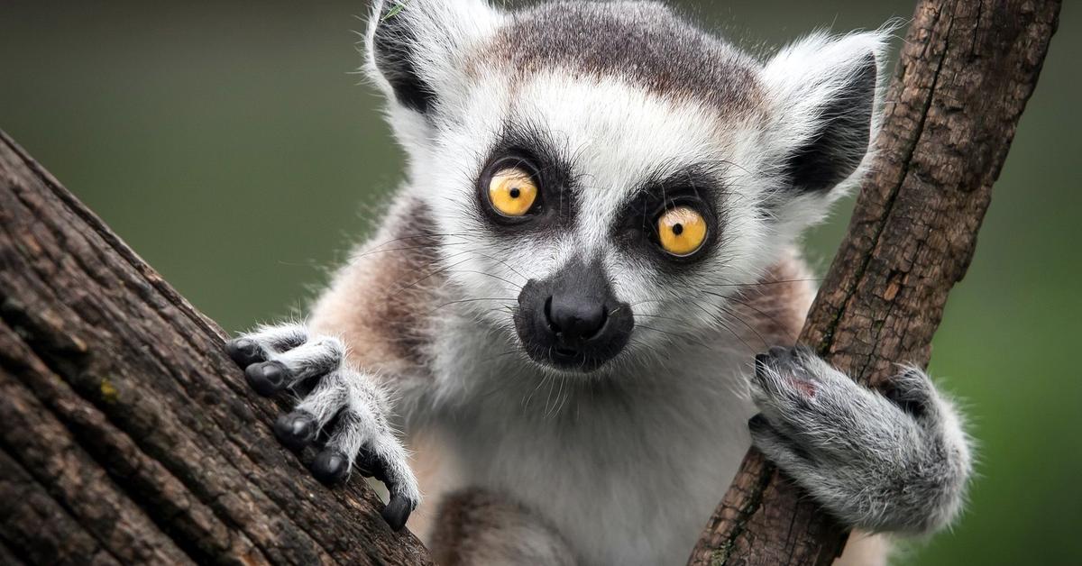 Visual of Flying Lemur, or Lemur Terbang in Indonesian, showcasing its beauty.