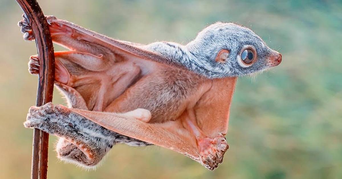 Iconic view of the Flying Lemur, or Cynocephalus, in its habitat.