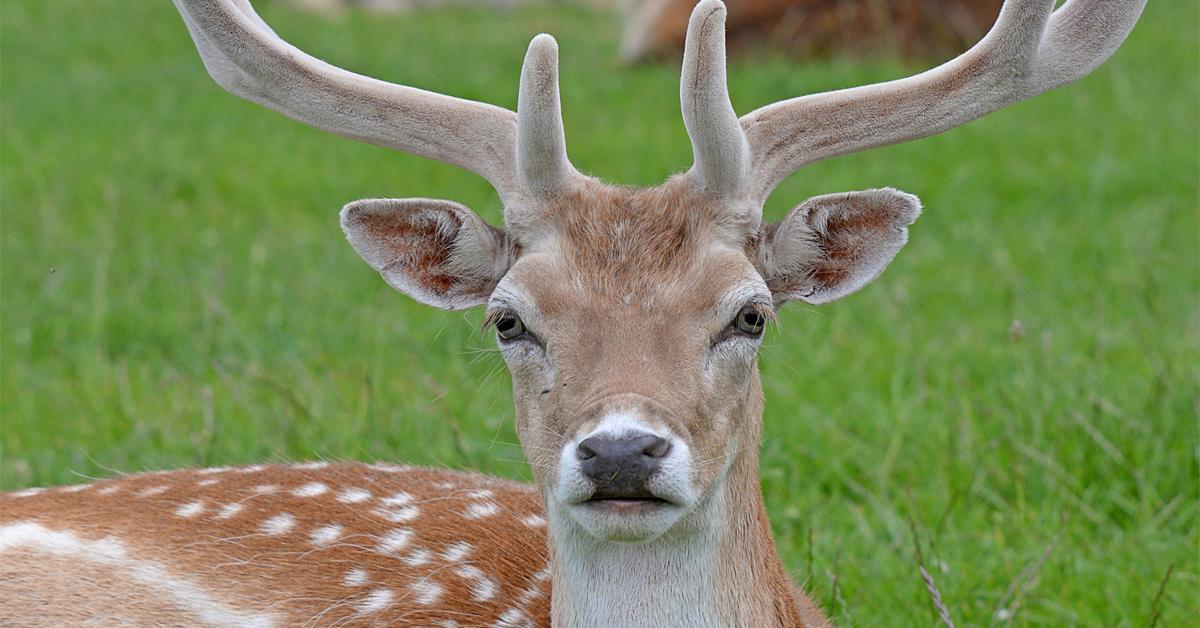 Visual representation of the Fallow Deer, recognized in Indonesia as Rusa Fallow.