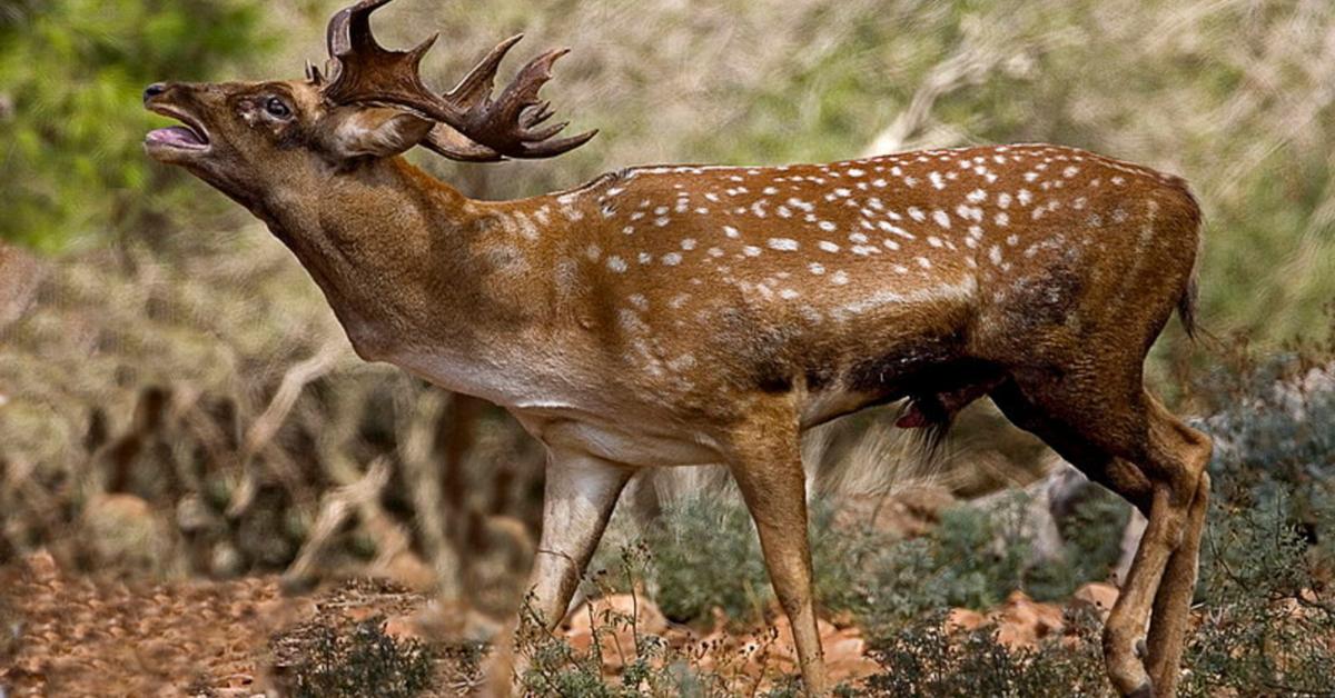 Portrait of a Fallow Deer, a creature known scientifically as Dama dama.