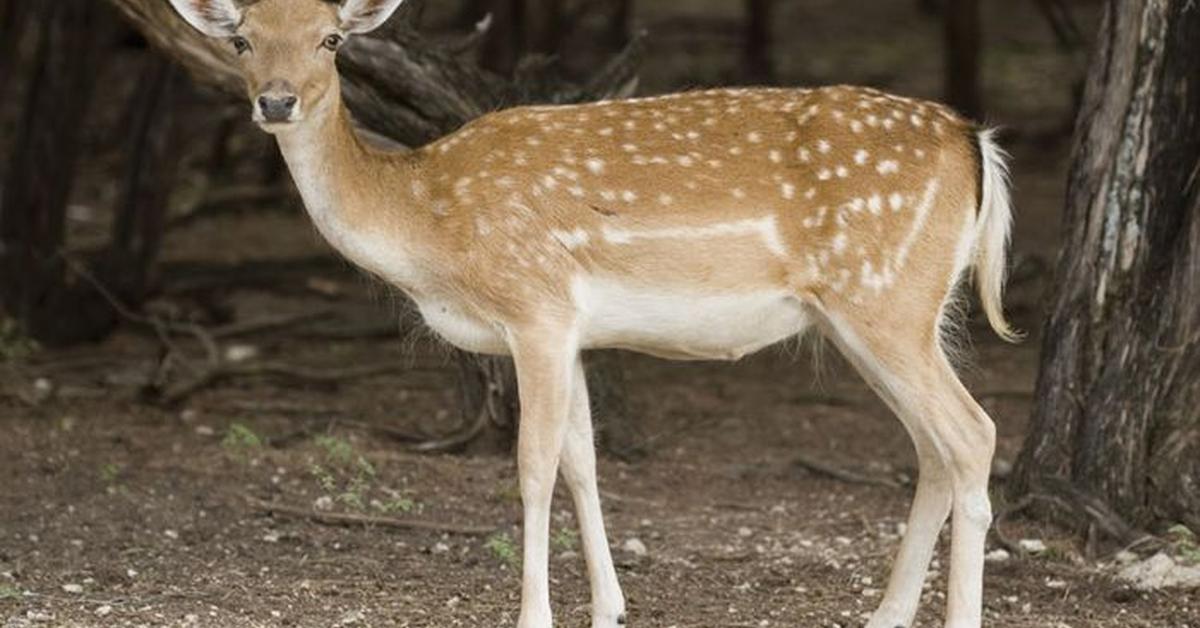 Striking appearance of the Fallow Deer, known in scientific circles as Dama dama.