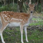 The Fallow Deer, a beautiful species also known as Rusa Fallow in Bahasa Indonesia.