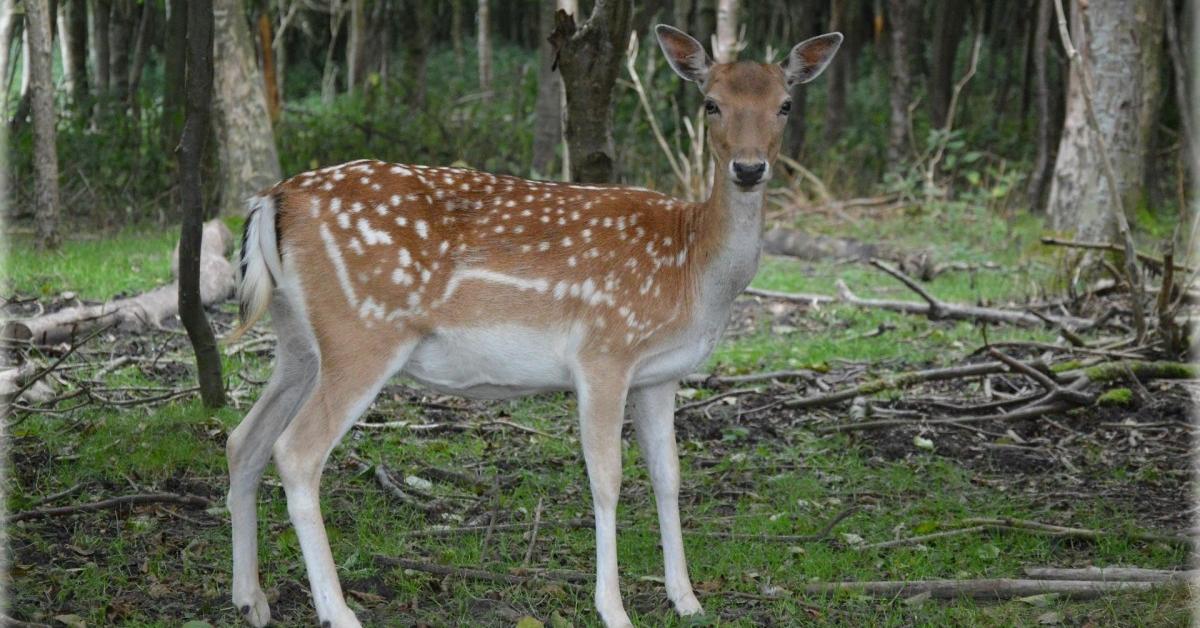 The Fallow Deer, a beautiful species also known as Rusa Fallow in Bahasa Indonesia.