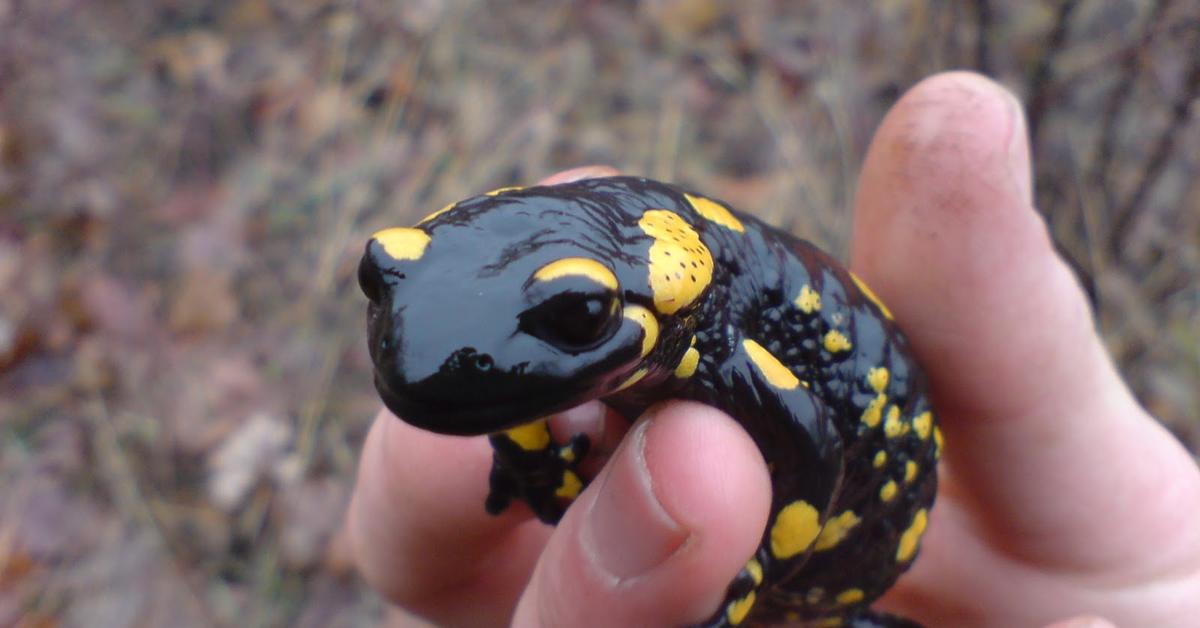 Stunning depiction of Fire Salamander, also referred to as Salamandra salamandra.