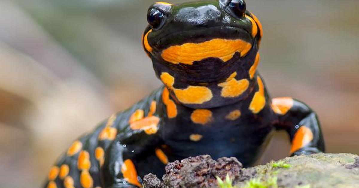 Exquisite image of Fire Salamander, in Indonesia known as Kadal Api.