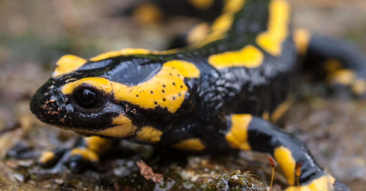 Photographic depiction of the unique Fire Salamander, locally called Kadal Api.