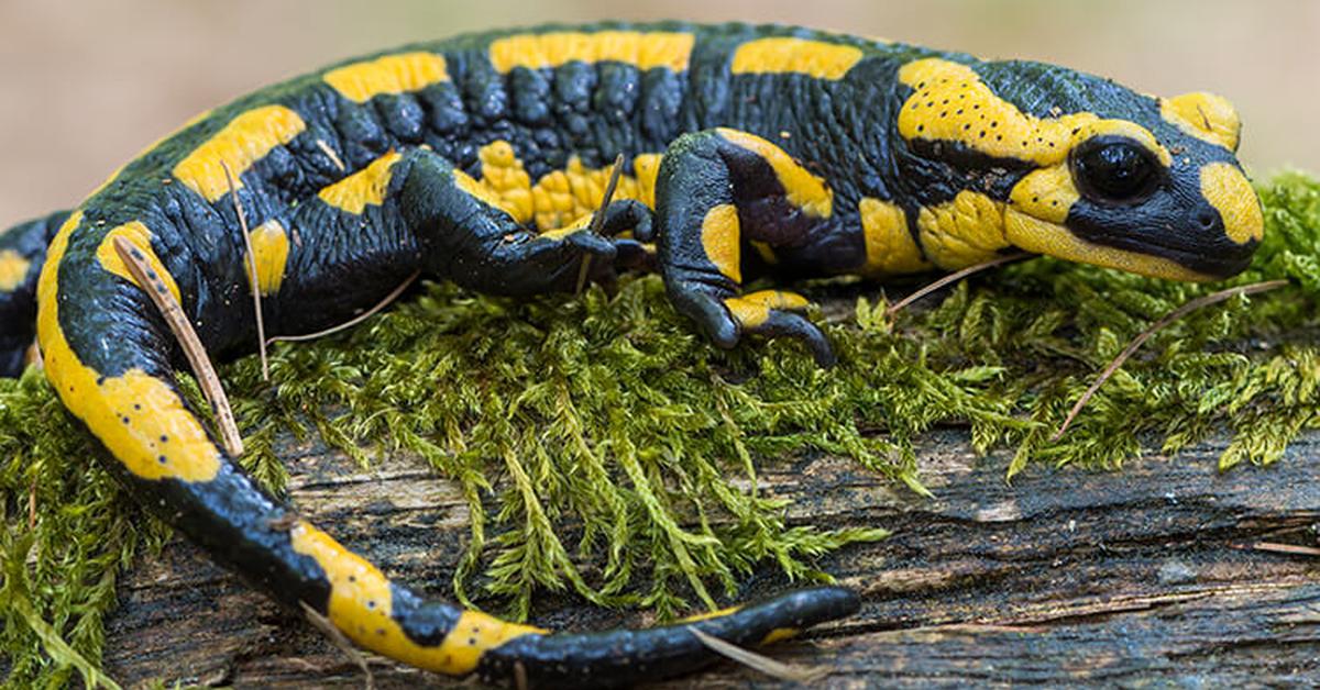 Vivid image of the Fire Salamander, or Kadal Api in Indonesian context.