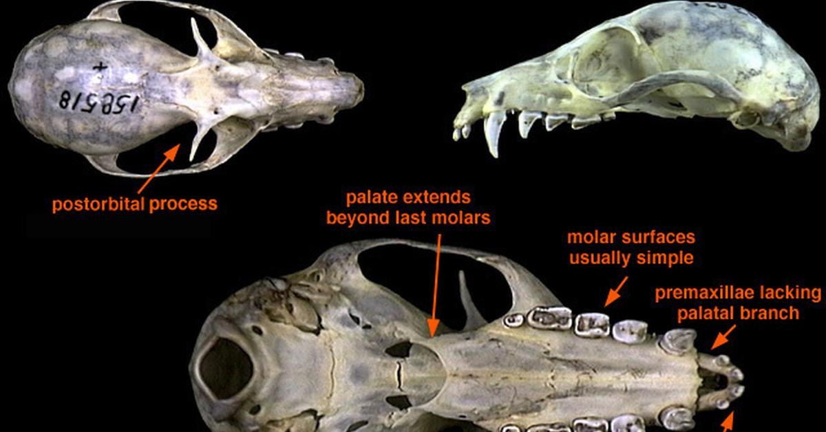 Insightful look at the Fruit Bat, known to Indonesians as Kelelawar Buah.