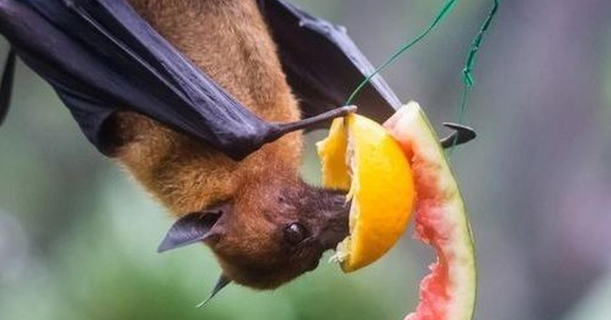 The Fruit Bat in its natural beauty, locally called Kelelawar Buah.