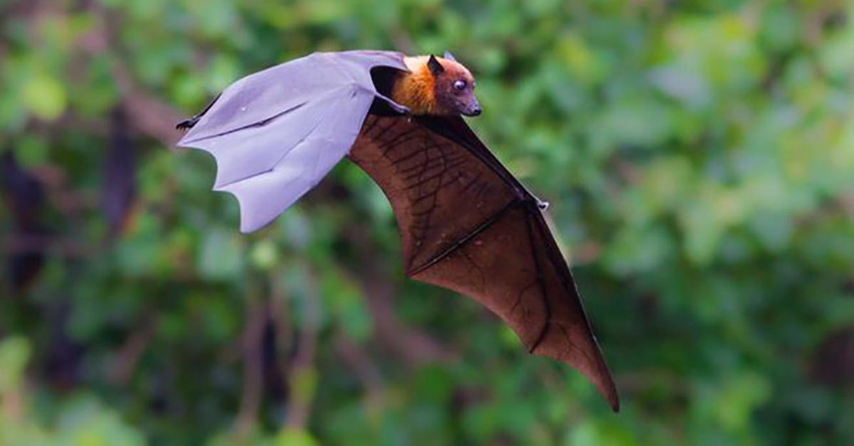 The Fruit Bat in its natural beauty, locally called Kelelawar Buah.