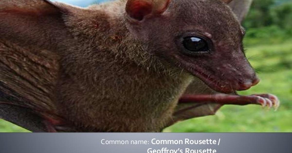 The elegant Fruit Bat (Pteropodidae), a marvel of nature.