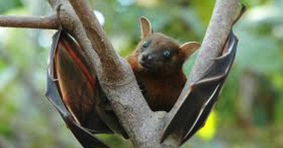 Portrait of a Fruit Bat, a creature known scientifically as Pteropodidae.