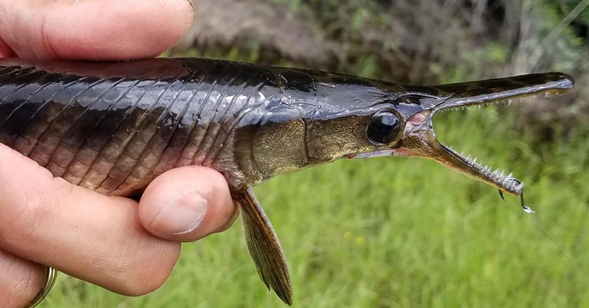 The Florida Gar, a beautiful species also known as Ikan Florida Gar in Bahasa Indonesia.