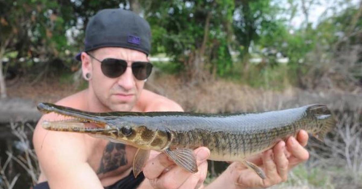 The Florida Gar, a beautiful species also known as Ikan Florida Gar in Bahasa Indonesia.