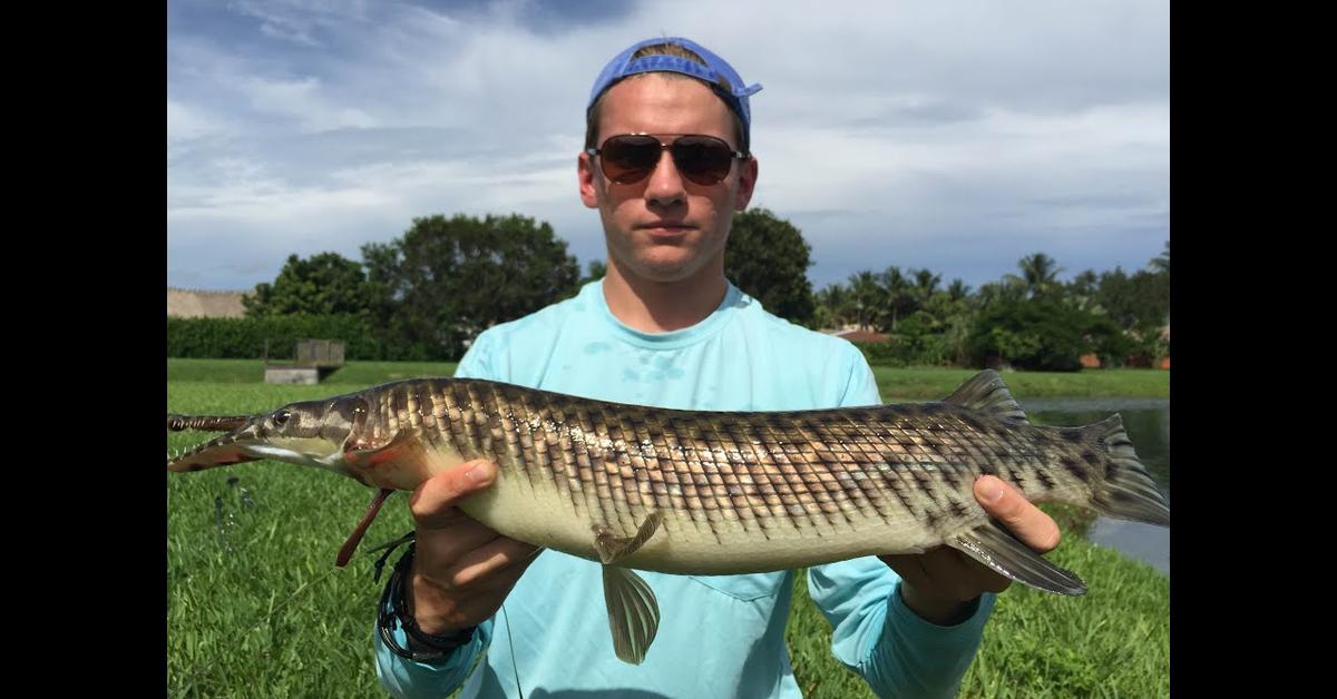 Close-up view of the Florida Gar, known as Ikan Florida Gar in Indonesian.