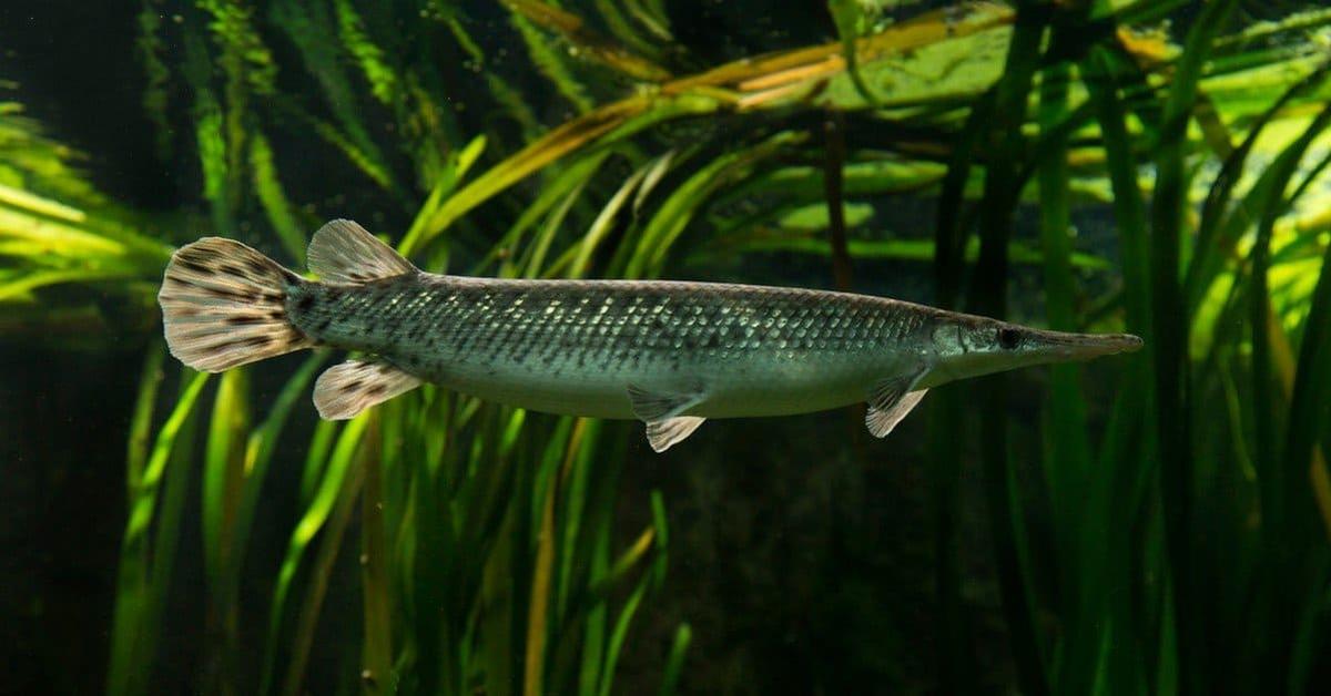 The Florida Gar, an example of Lepisosteus platyrhincus, in its natural environment.