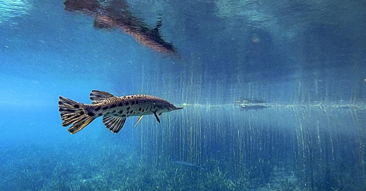 Glimpse of the Florida Gar, known in the scientific community as Lepisosteus platyrhincus.