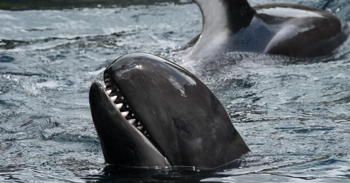 Captured beauty of the False Killer Whale, or Pseudorca crassidens in the scientific world.