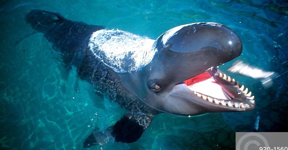 Photographic depiction of the unique False Killer Whale, locally called Paus Pemakan Palsu.