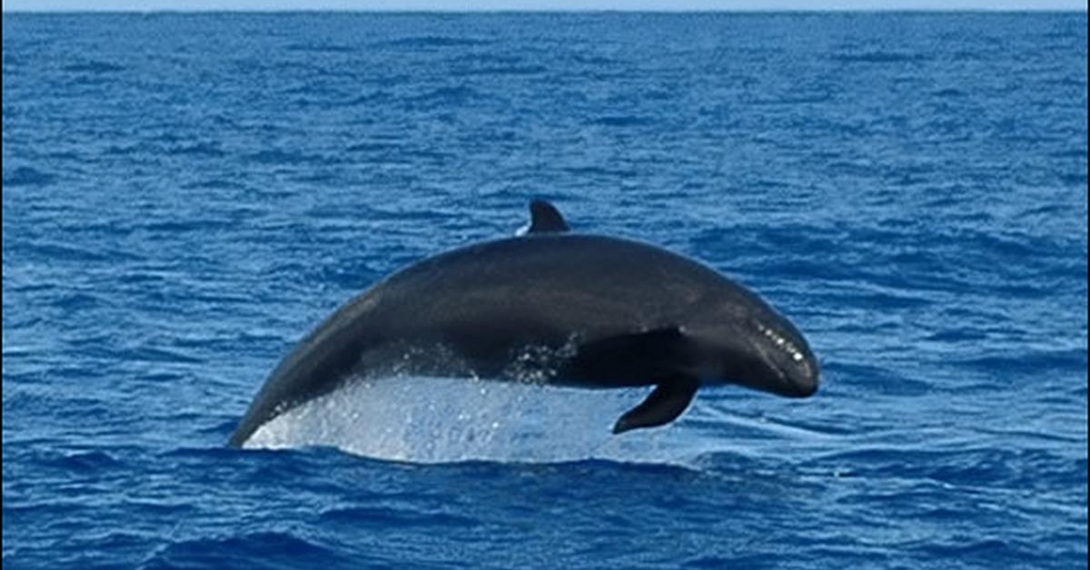 Close-up view of the False Killer Whale, known as Paus Pemakan Palsu in Indonesian.