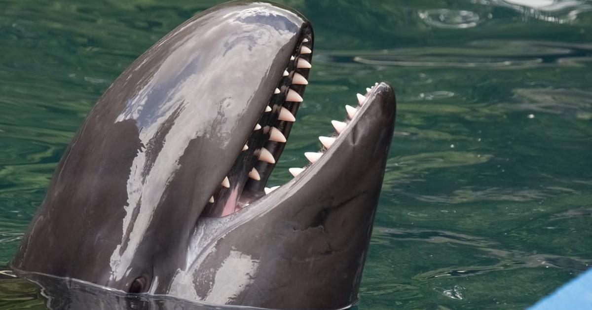 Dynamic image of the False Killer Whale, popularly known in Indonesia as Paus Pemakan Palsu.