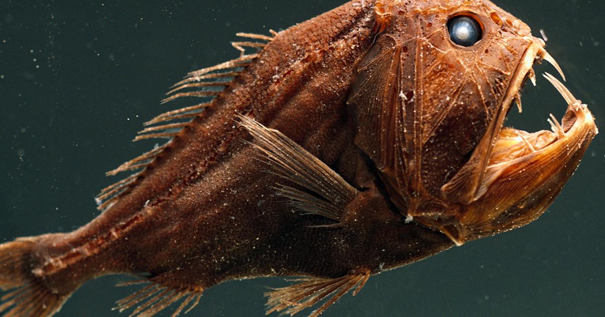 Portrait of a Fangtooth, a creature known scientifically as Anoplogaster spp..